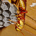 Wasp IMG_6502