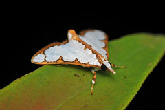 Cirrhochrista brizoalis (Walker, 1859)