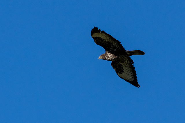 Buzzard in flight