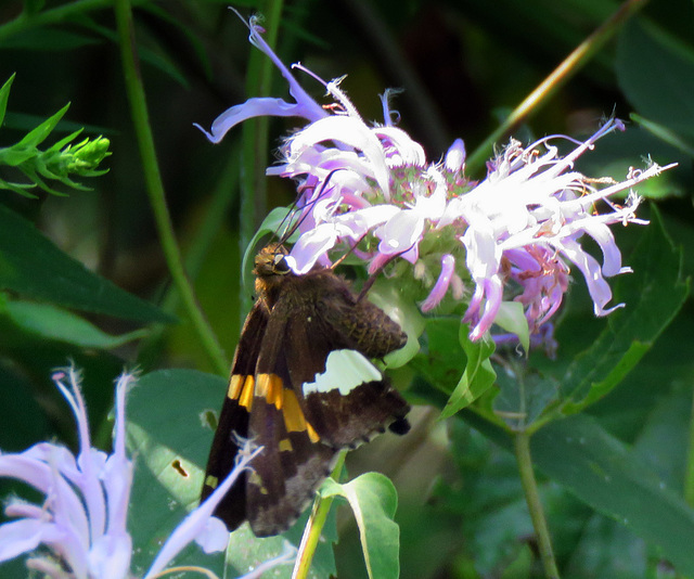 Silver-spotted Skipper (Epargyreus clarus)