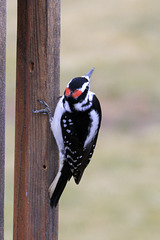 Hairy Woodpecker