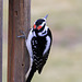 Hairy Woodpecker