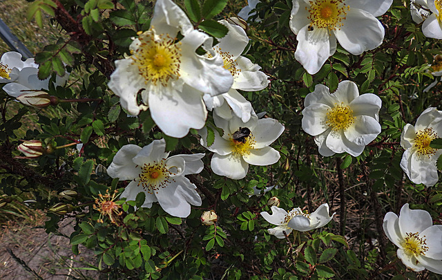 20200521 7594CPw [D~MI] Bibernell-Rose (Rosa spinosissima), Insekten,  Hille