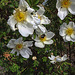 20200521 7594CPw [D~MI] Bibernell-Rose (Rosa spinosissima), Insekten,  Hille