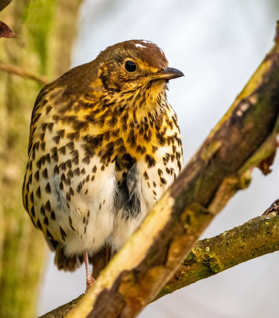 Song thrush