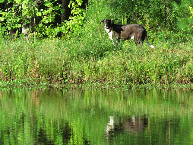 Asker Garip by the pond