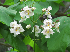 Southern catalpa flowers