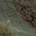 Robin on Gorse