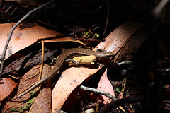 Tasmanian Mountain Skink - Loongana