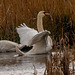 Mute swans