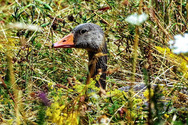 Greylag Goose (Anser anser) (2)