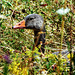 Greylag Goose (Anser anser) (2)