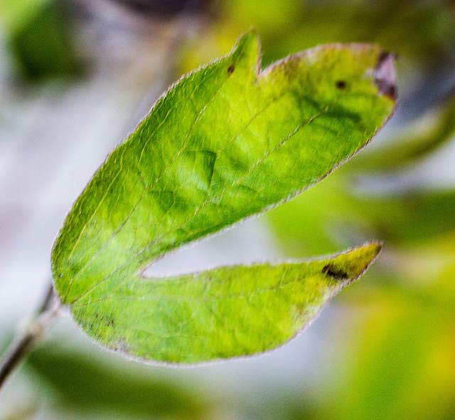 20221116 4453VNw [D~LIP] Waldrebe-Blatt (Clematis), BS