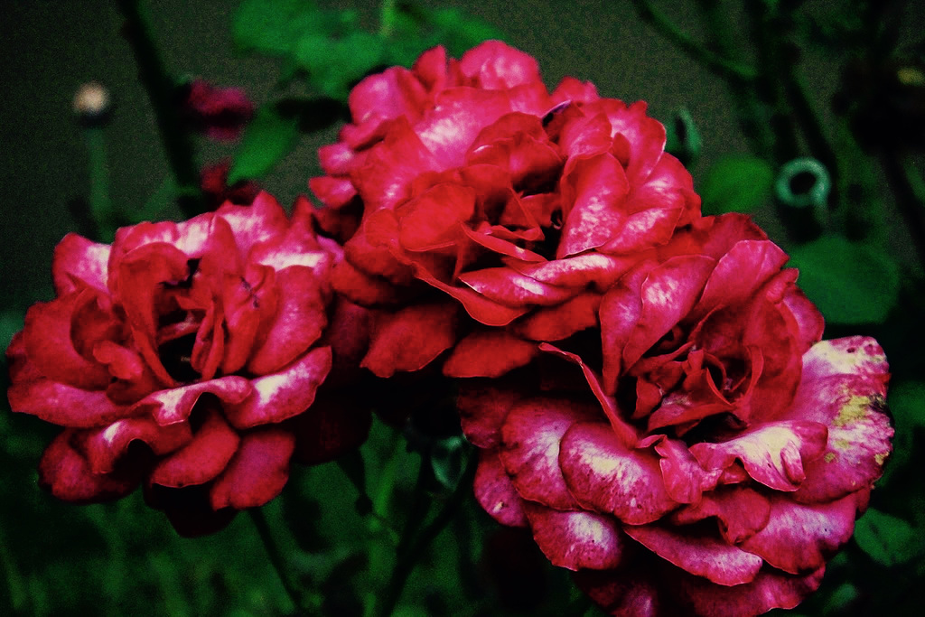 Flowers from the Dark