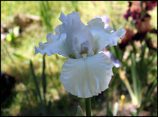 Iris blanc 3 (2)