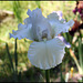 Iris blanc 3 (2)