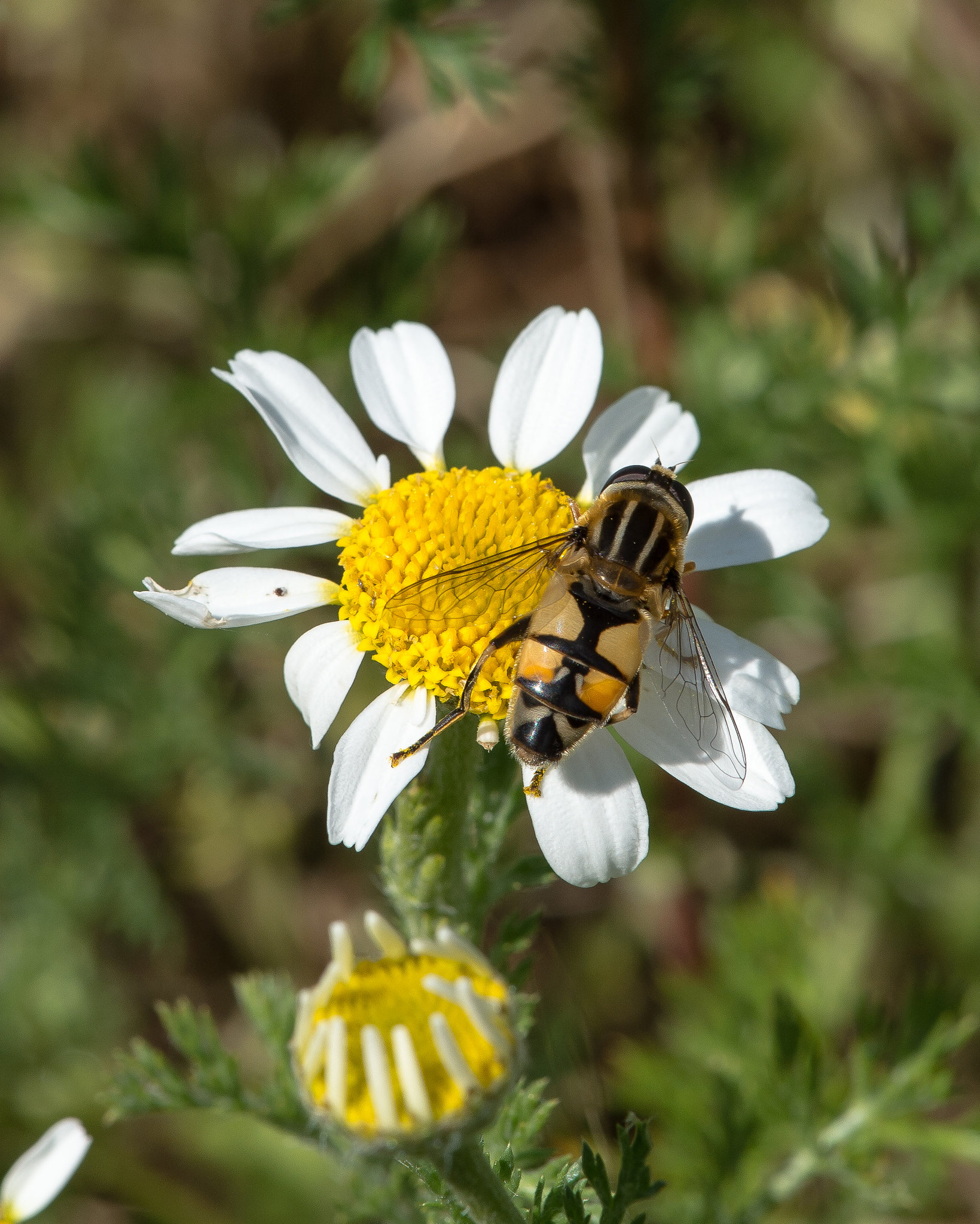 Helophilus spec. - 2015-04-20--D4 DSC0242