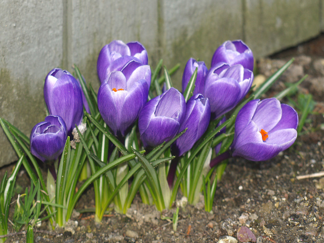 Purple crocus in bloom