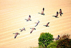 Canada Geese fly past Ewe Down in the Cuckmere Valley - 15.9.2016
