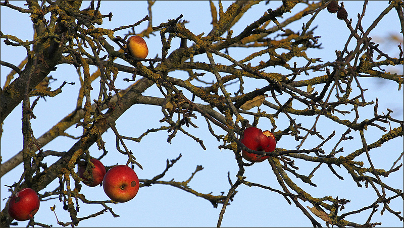 Le fruit (mal) défendu.... ;-)