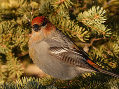 Pine Grosbeak in winter sunshine