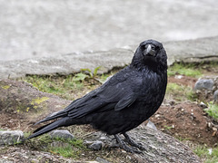 Carrion Crow ever hopeful