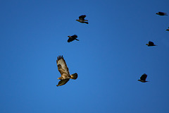 Buzzard with a mob of Jackdaws