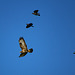 Buzzard with a mob of Jackdaws