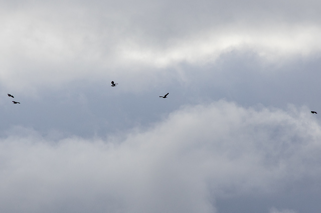 Lapwings