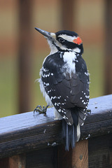 Hairy Woodpecker