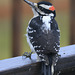 Hairy Woodpecker