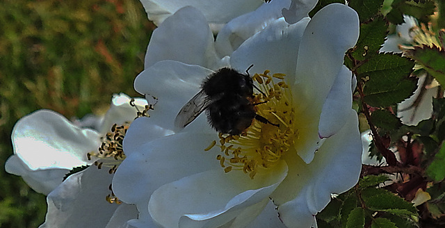 20200521 7595CPw [D~MI] Bibernell-Rose (Rosa spinosissima), Insekten,  Hille