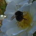 20200521 7595CPw [D~MI] Bibernell-Rose (Rosa spinosissima), Insekten,  Hille