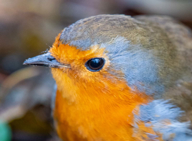 Robin