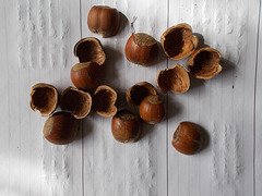 oaw[rsq] - nuts !  [feeding signs B]