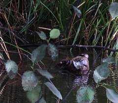 Duck-billed Platypus