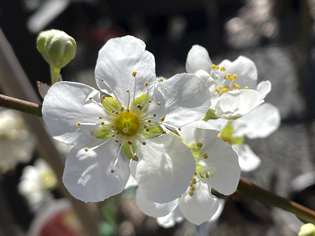 Early Spring, Yarra Valley_12