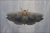 IMG 7836 Moth