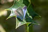 Holly Blue-DSZ9891