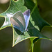 Holly Blue-DSZ9891