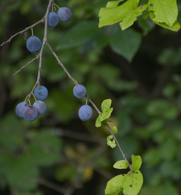 We Know prunus spinosa(Sleedoorn)