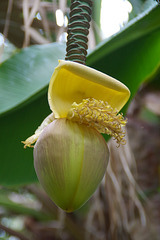 Fruit et fleurs !