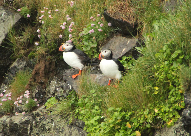 Puffins