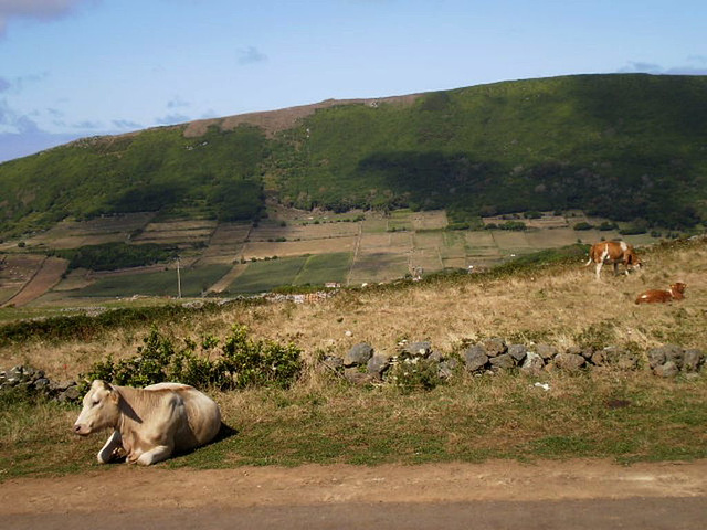 Cows by the roadside.