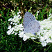 Spring Azure (Polyommatus semiargus)