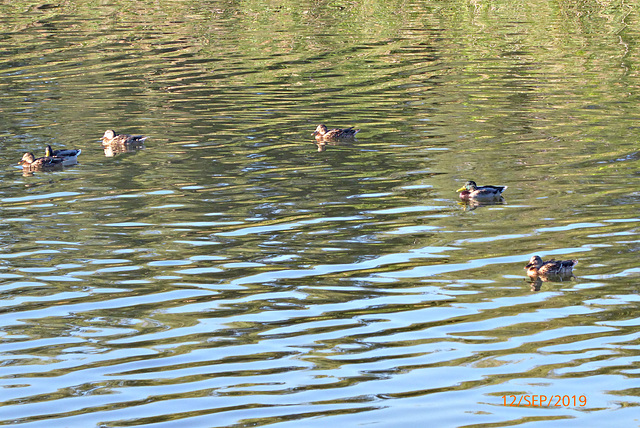 escadre en formation