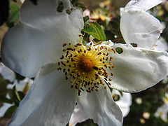 20200521 7596CPw [D~MI] Bibernell-Rose (Rosa spinosissima), Käfer, Hille