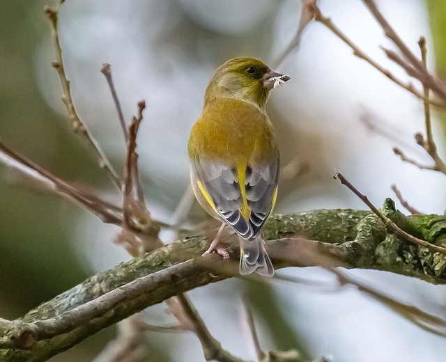 Greenfinch