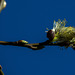 Sunny Zingy And Springy