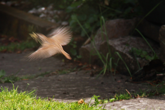 Wren take off